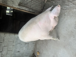 Vând purcea de sacrificat 