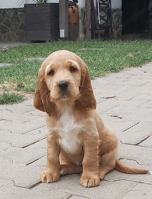 Cocker Spaniel