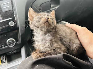 Pui de pisică tigrată- Spre adopție 