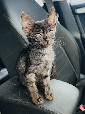 Pui de pisică tigrată- Spre adopție  - imagine 5