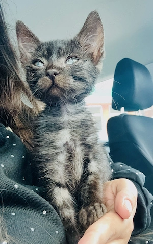 Pui de pisică tigrată- Spre adopție  - imagine 2