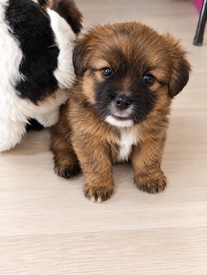 Fetiță bichon havanez 