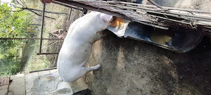 Vând porci