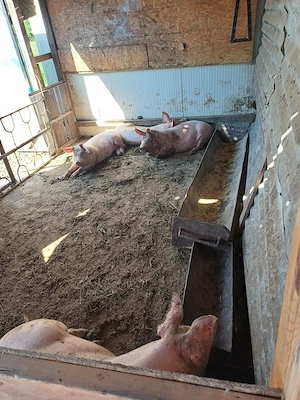 vand porci de carne - imagine 2