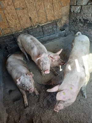 vand porci de carne - imagine 4