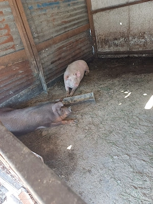 vand porci de carne - imagine 3