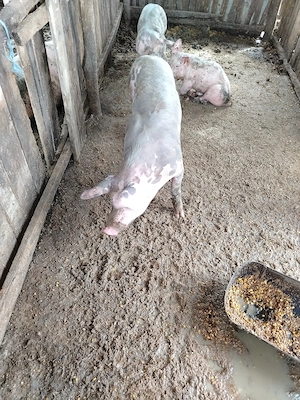  Vând porci 45 kg și 55, din rasele Marele Alb și Pietrain.