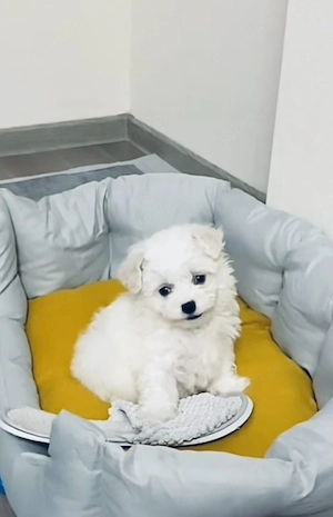 Bichon maltez mini toy