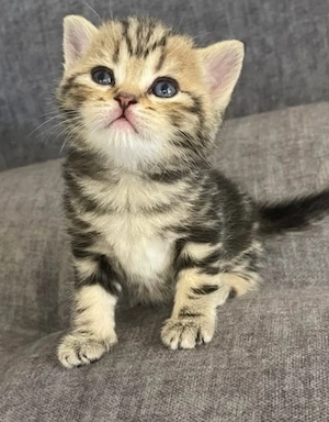 British Shorthair 