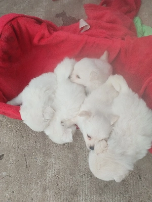 pomeranian
