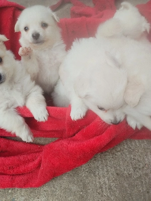 pomeranian - imagine 2