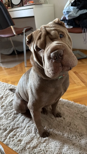 Sharpei, urmeaza sa faca pui intr-o luna