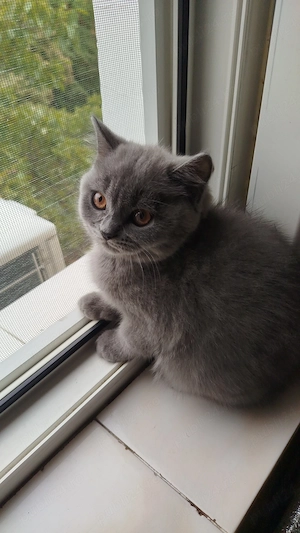 Pui british shorthair - imagine 2