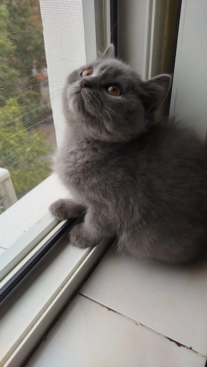 Pui british shorthair - imagine 4