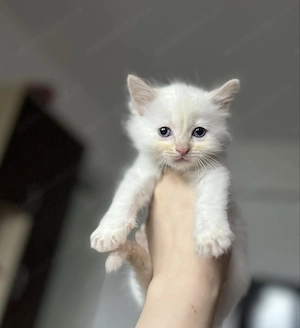 Ragdoll fetiță și băiețel 