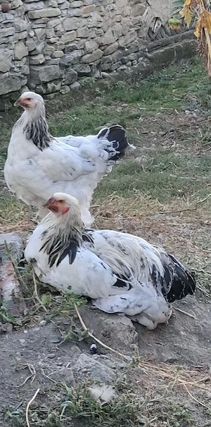 Gaini brahma 