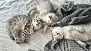 British short hair silver tabby - imagine 4