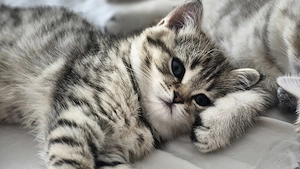 British short hair silver tabby - imagine 5