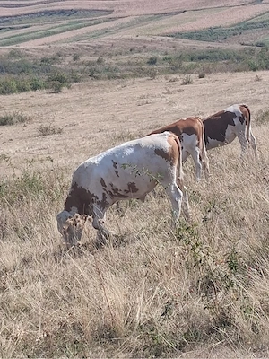 Vând 3 Vițele si un Taur Balțat