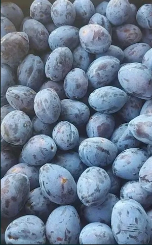 Prune pentru țuică 1.5 lei kg 