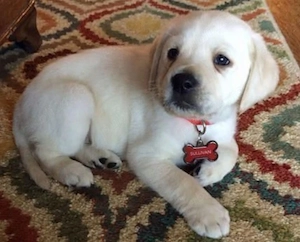 Labrador Retriever 