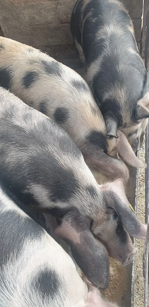 Porci de carne pt sacrificat - imagine 3