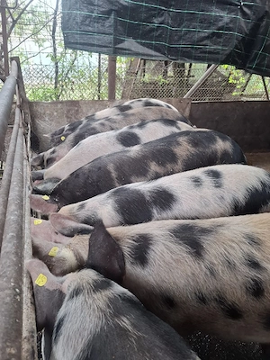 Porci de carne pt sacrificat