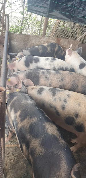 Porci de carne pt sacrificat - imagine 4
