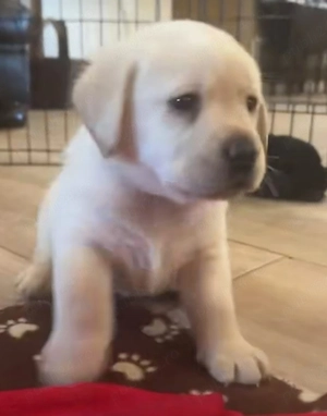 Labrador rasă pură  - imagine 2