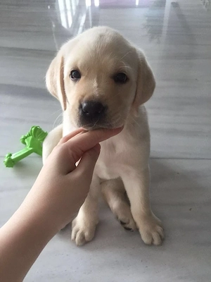 Labrador rasă pură  - imagine 4