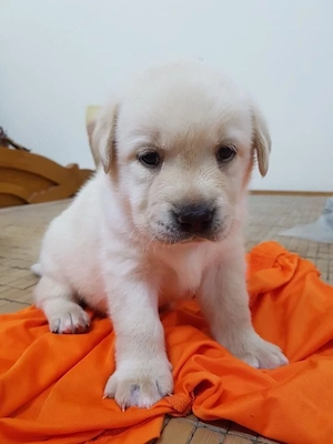 Labrador rasă pură 