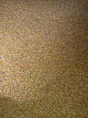 Porumb de vânzare  50 lei sacul de 40 kg 