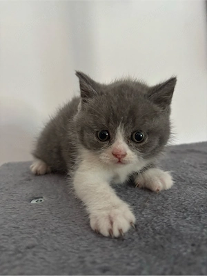 british shorthair bicolor - imagine 5