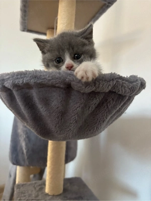 british shorthair bicolor - imagine 4