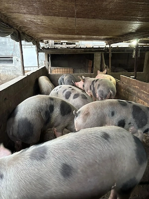 Vând porci 