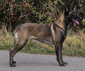 Mascul malinois disponibil pentru reproductie