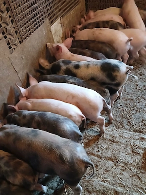 Vind purcei rasa de carne Pietrian cu Marele Alb  - imagine 3