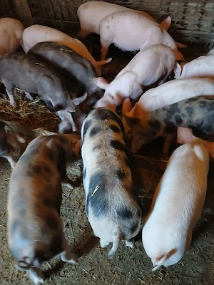 Vind purcei rasa de carne Pietrian cu Marele Alb  - imagine 4