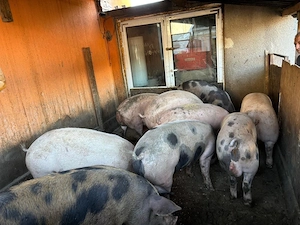 Vand porci 