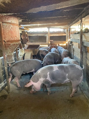 Vand porci pietrain 