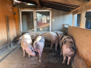 Vand porci pietrain  - imagine 2