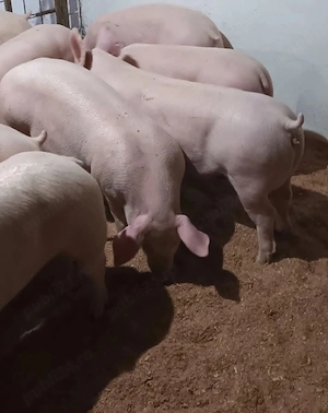 porci castrați 40 kg