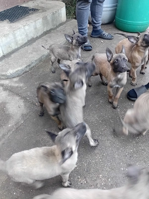 catelusi malinois cauta casa  - imagine 2