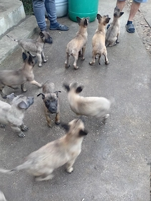 catelusi malinois cauta casa  - imagine 3