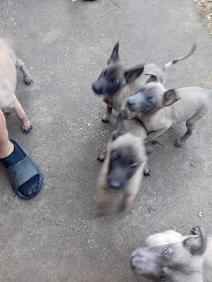 catelusi malinois cauta casa 