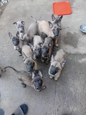catelusi malinois cauta casa  - imagine 4