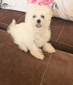 Bichon maltez mini toy - imagine 2