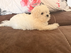 Bichon maltez mini toy - imagine 3