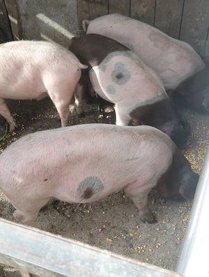 4 mascuri castrați,de 45-50 kg