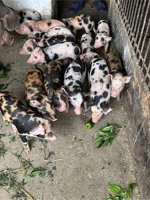 vand porci in 2 saptamni sunt disponibili - imagine 4